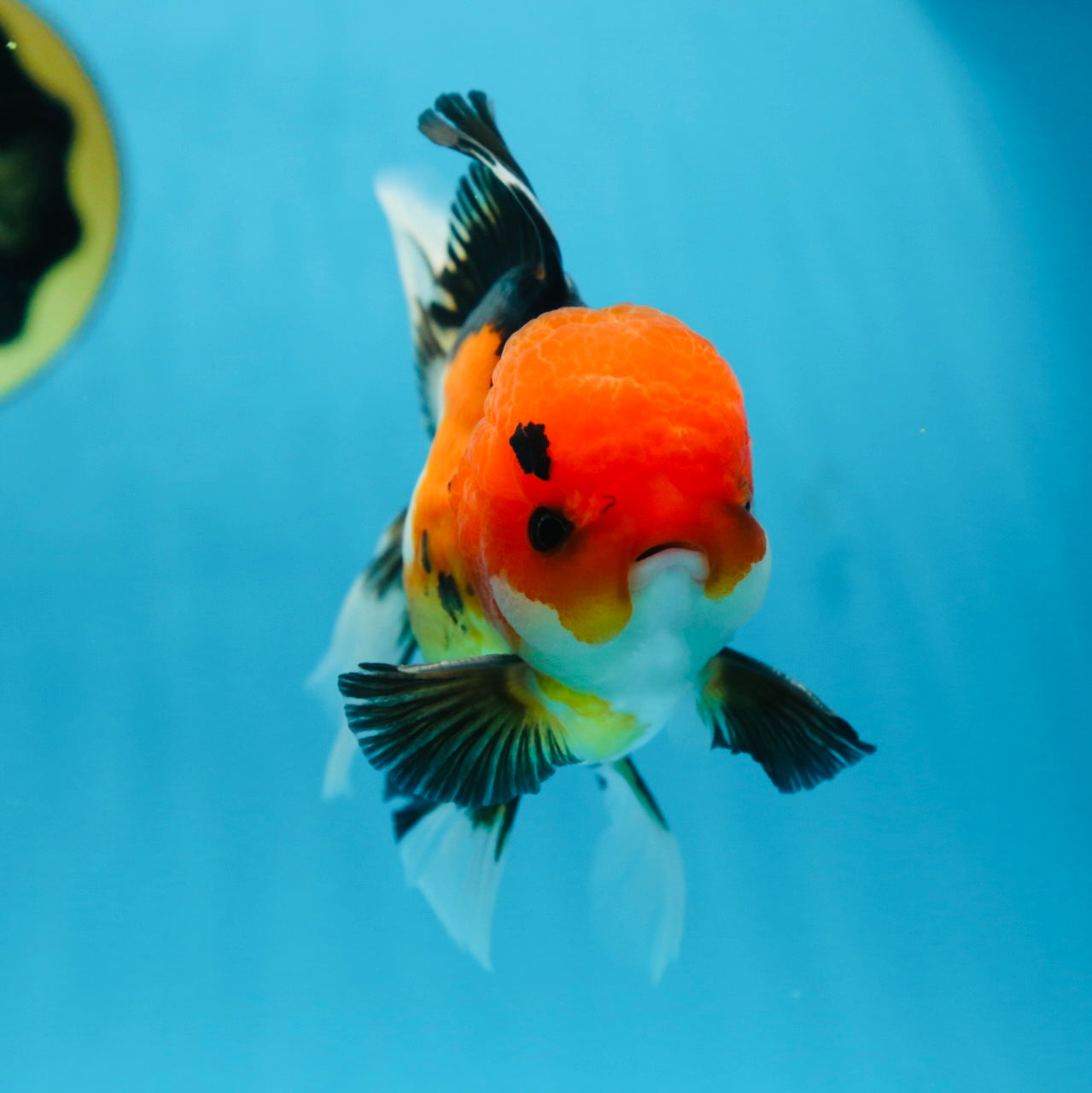A Grade Tricolor Button Eyes Oranda Male 5 inches #080825OR_07