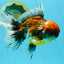 FLUFFY A Grade Calico Oranda Male 7 inches #041026OR_04