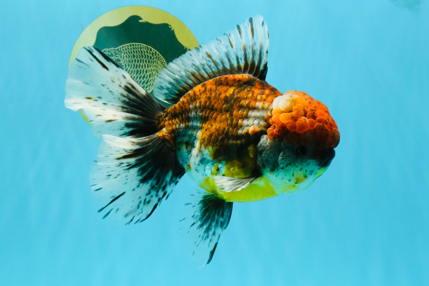 FLUFFY A Grade Calico Oranda Male 7 inches #041026OR_04