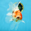 AAA Grade CHUNKY Sakura Oranda Female 6-6.5 inches #080825OR_15