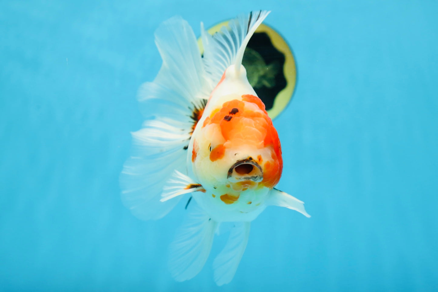 AAA Grade CHUNKY Sakura Oranda Female 6-6.5 inches #080825OR_15