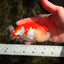 BIG WEN Red White Lionchu Female 4.5 inches #051526LC_16