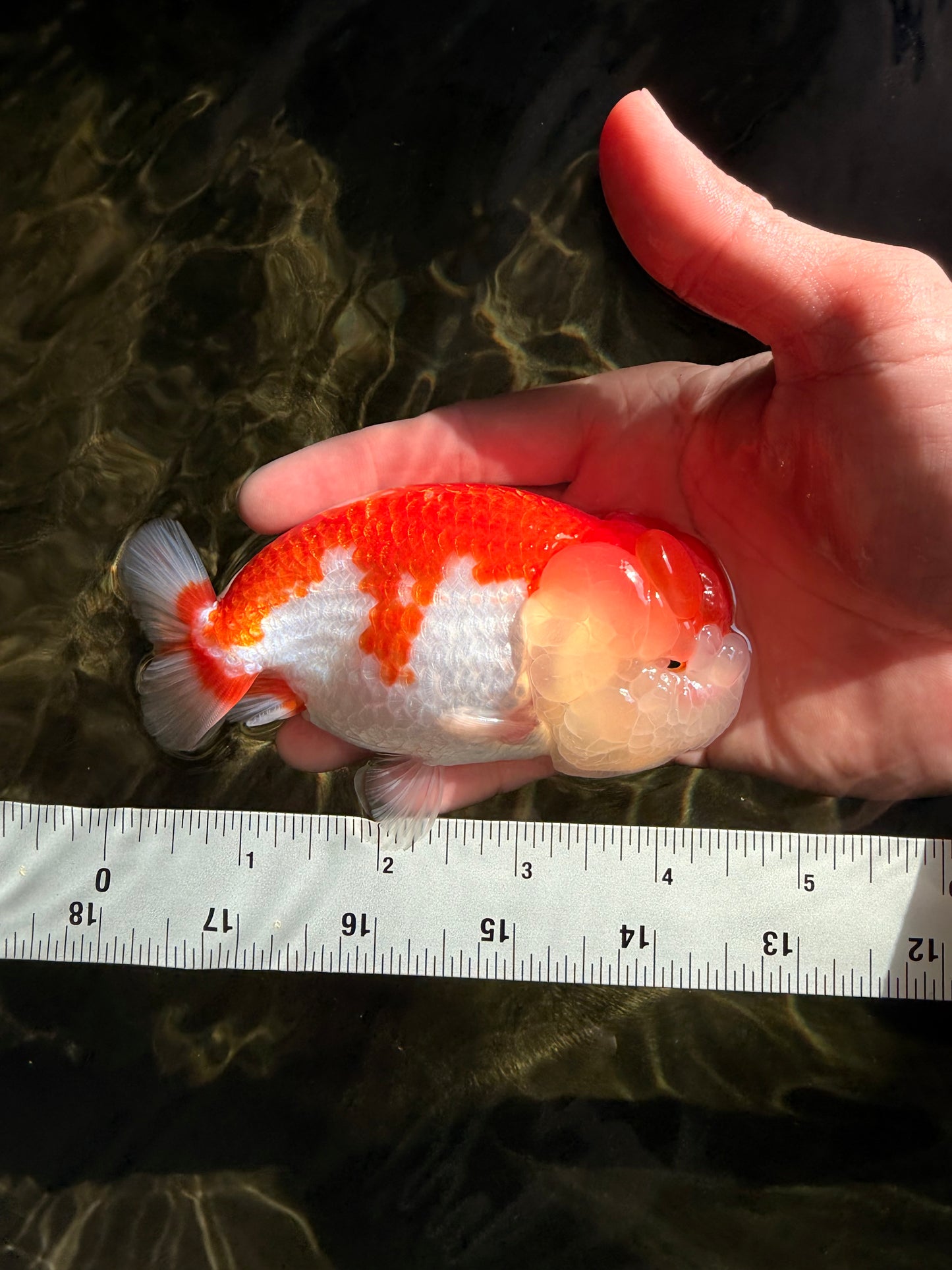 BIG WEN Red White Lionchu Female 4.5 inches #051526LC_16