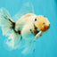 A Grade Sakura Oranda Male 6.5 inches #071726OR_32