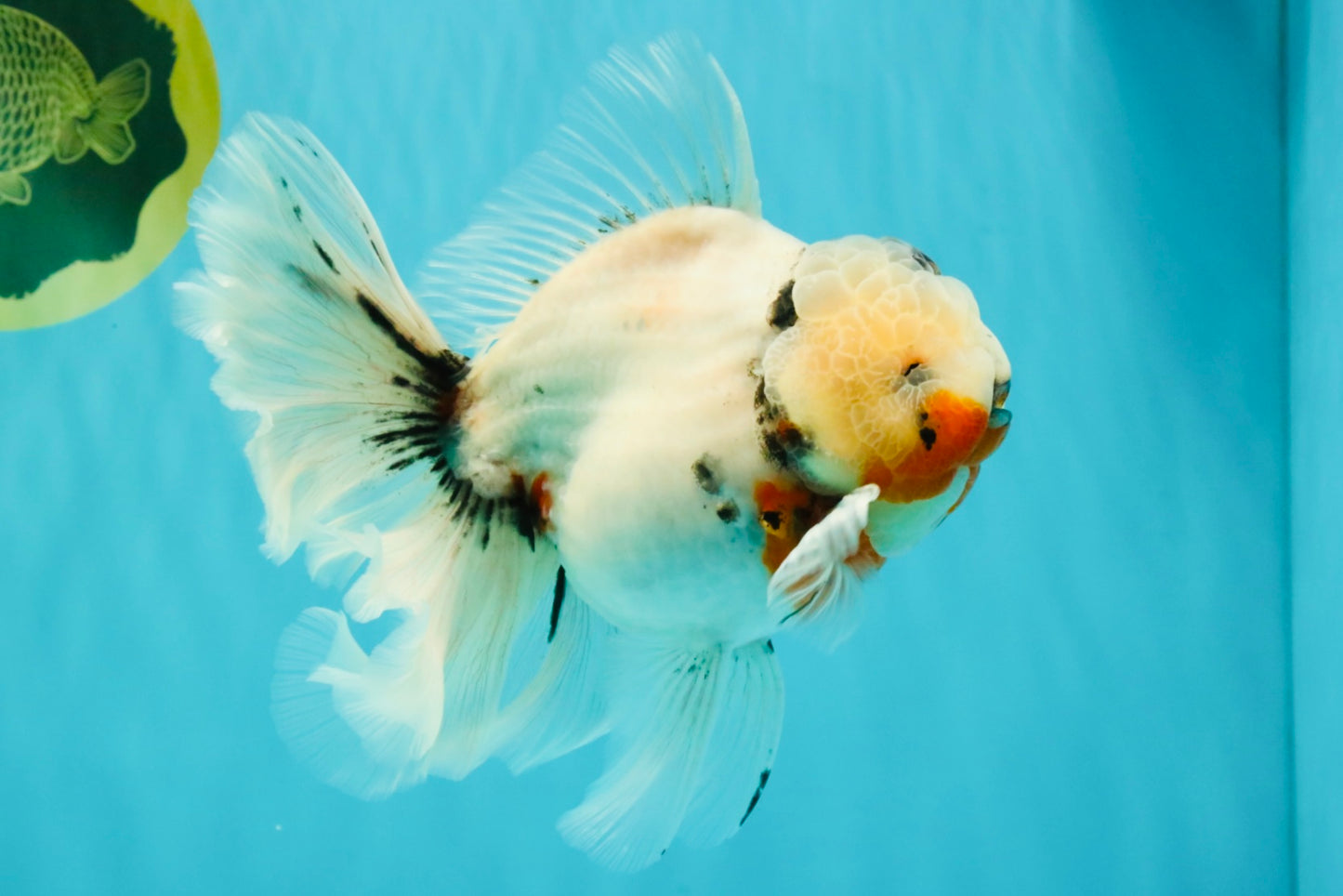 A Grade Sakura Oranda Male 6.5 inches #071726OR_32