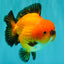 AAA Grade Apache Yuanbao Male 5-5.5 inches #071026YB_14