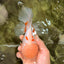BEAUTY A  Grade Red White Oranda Male 6 inches #082126OR_08