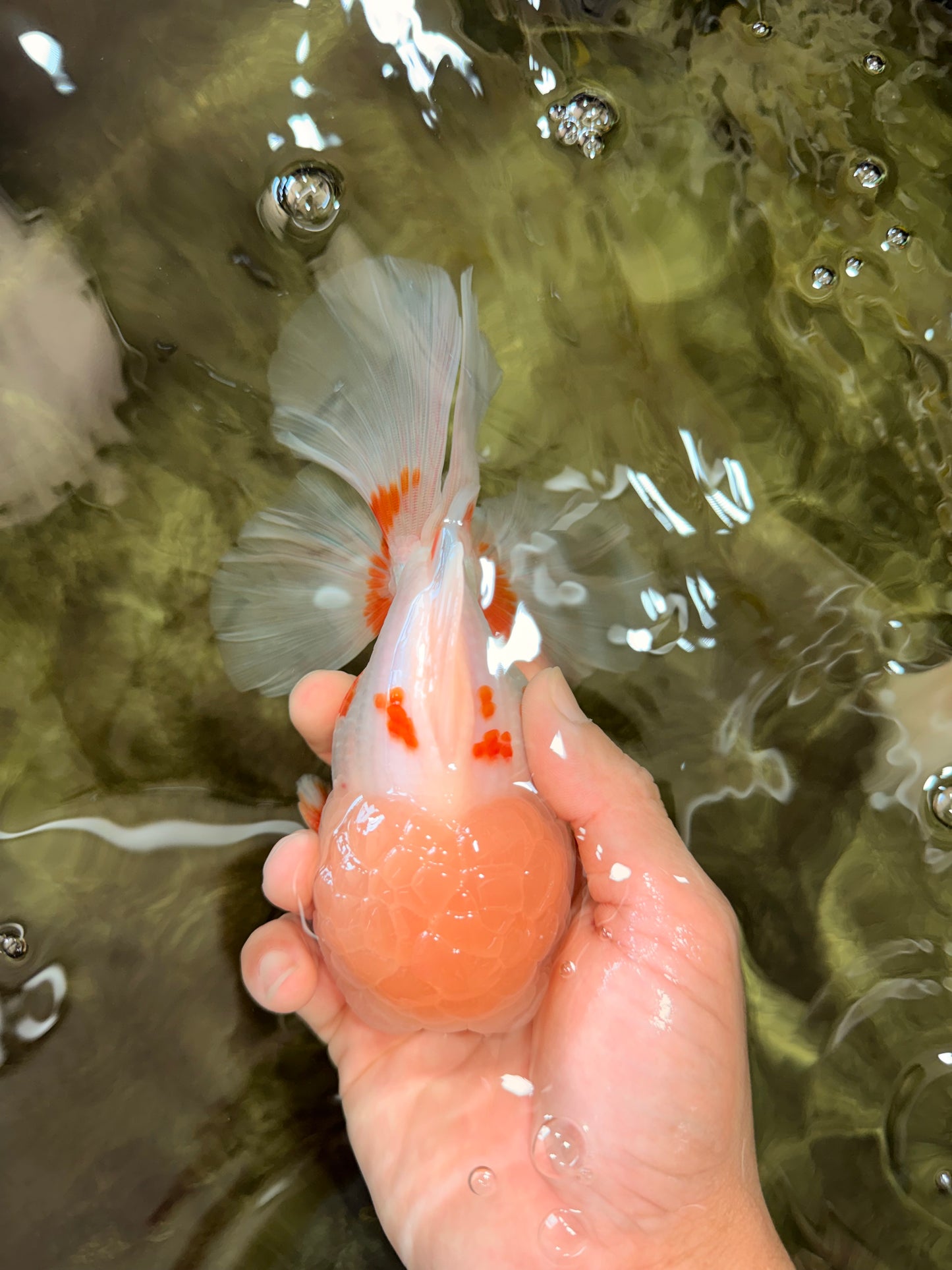 BEAUTY A  Grade Red White Oranda Male 6 inches #082126OR_08