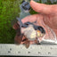 Panda Oranda Female 3.5 inches #1004OR_24