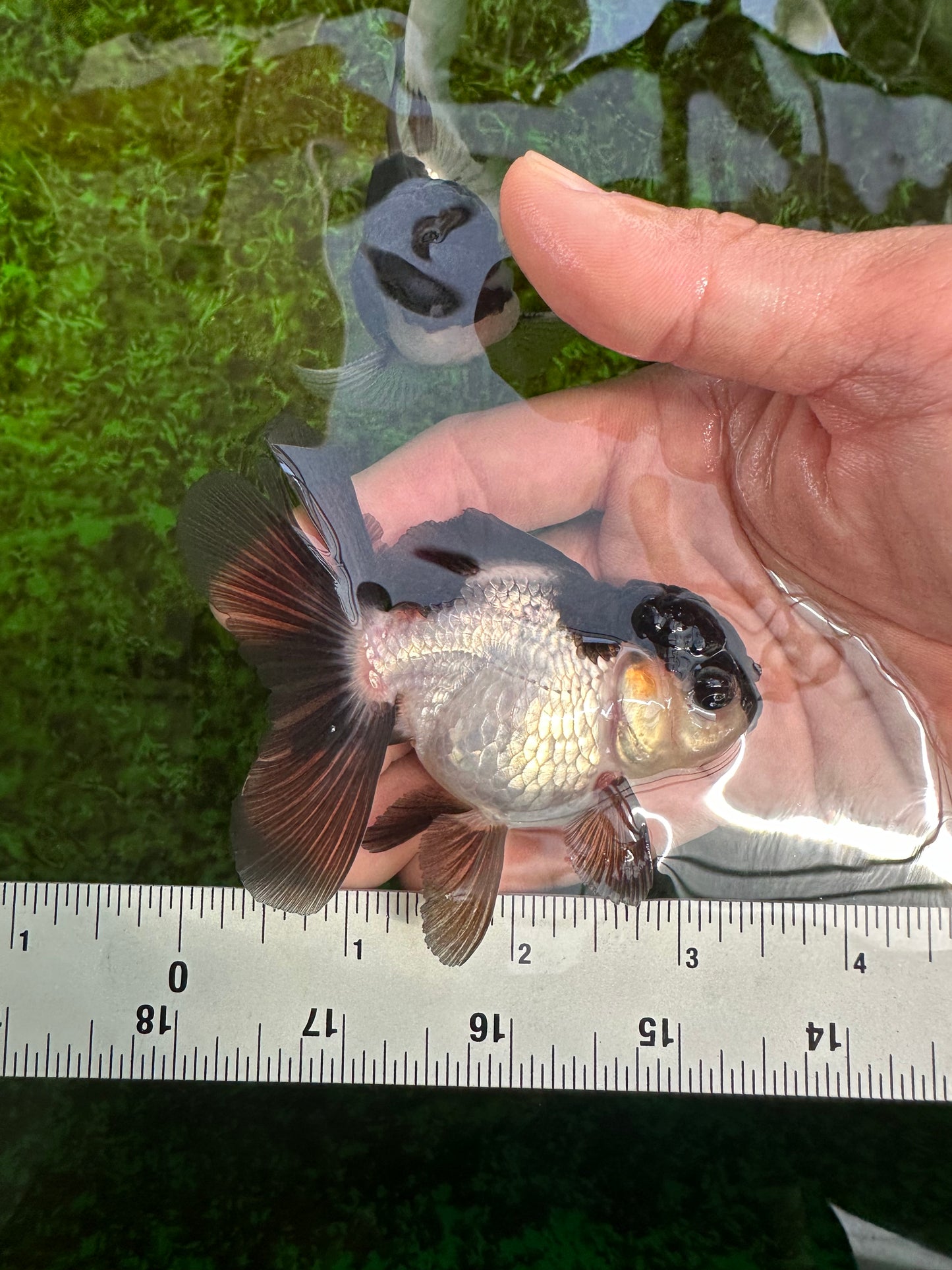 Panda Oranda Female 3.5 inches #1004OR_24