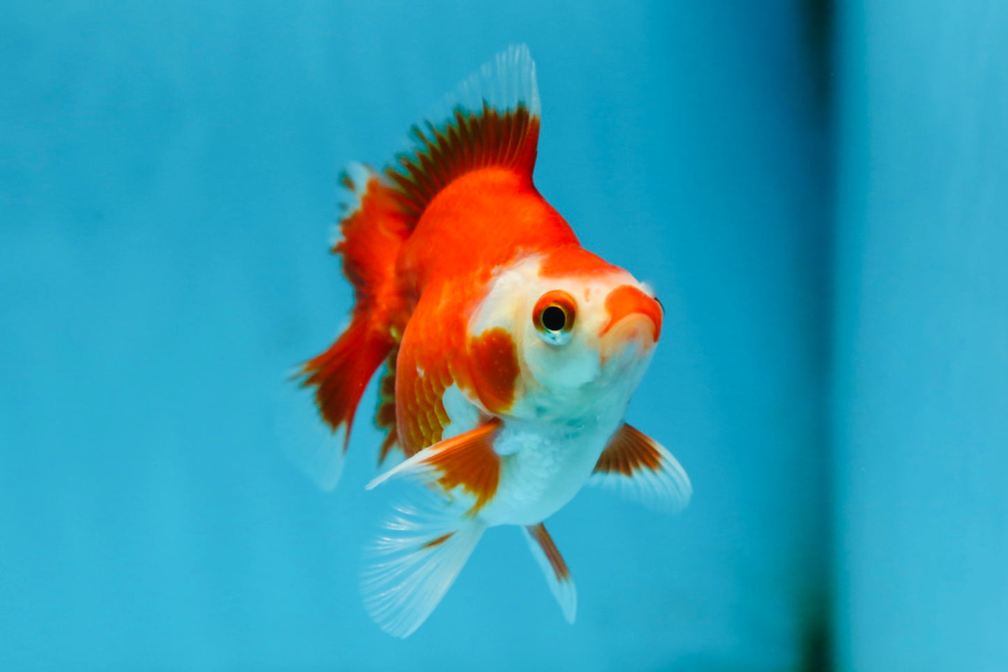 POCKET AAA Grade Small Red White Ryukin Female 3.5-4 inches #082225RK_26