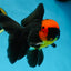 AAA Grade Batman Apache Oranda Male  5 inches #053025OR_16