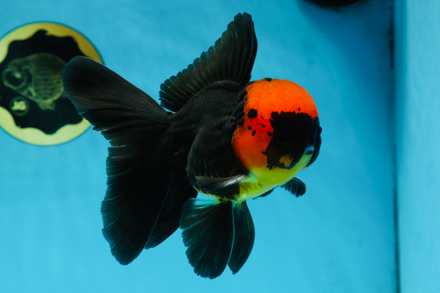 AAA Grade Batman Apache Oranda Male  5 inches #053025OR_16