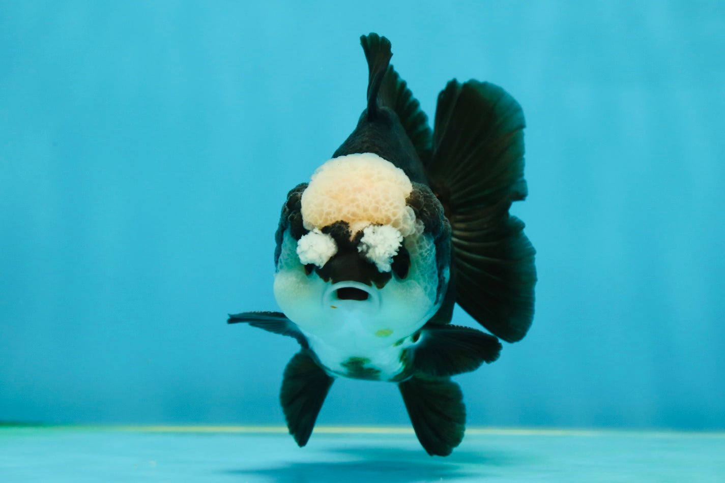 A Grade Jade Head Pompom Panda Button Eyes Yuanbao Male 4 inches #050925YB_29