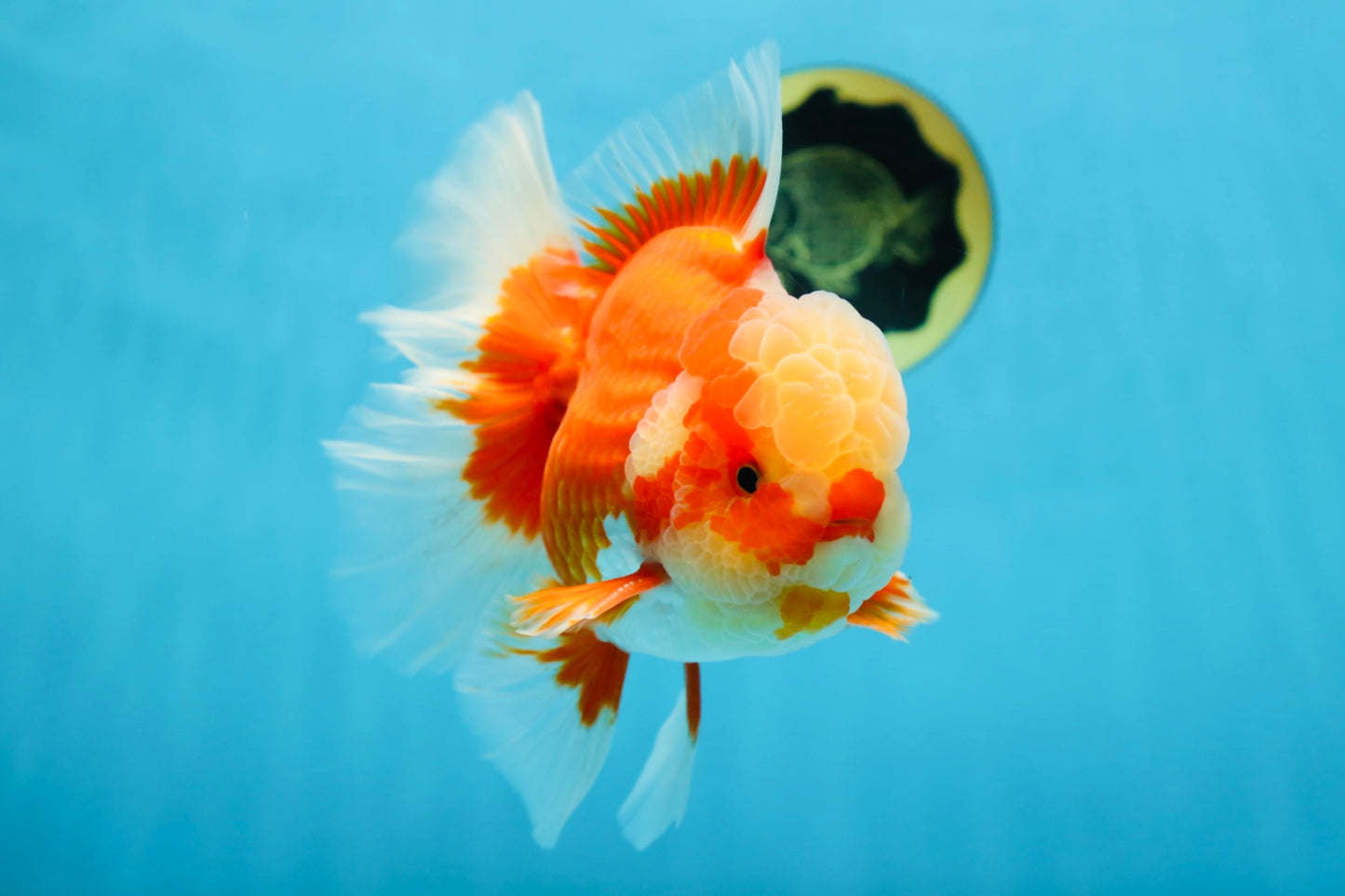 AAA Grade Red White Oranda Male 6.5 inches #080125OR_08