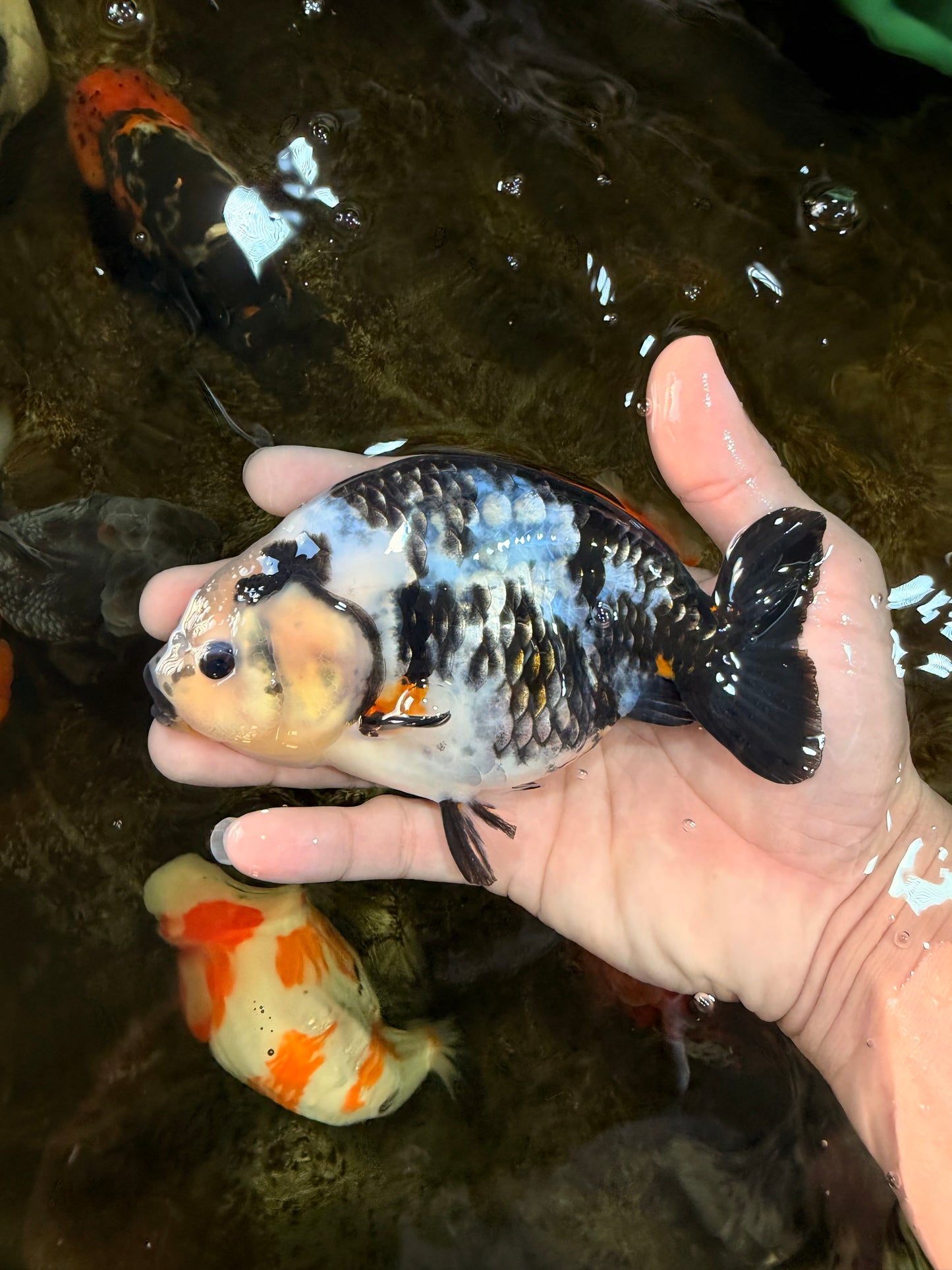 UNIQUE Ink Ranchu Female 5 inches #101725RC_15
