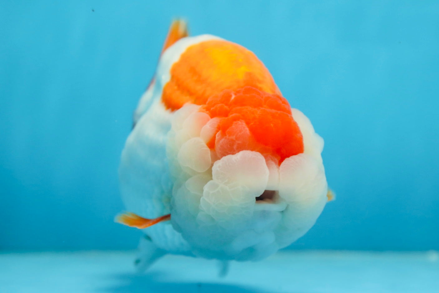 A Grade Red White LionKing 5.5 inches #091225LC_06