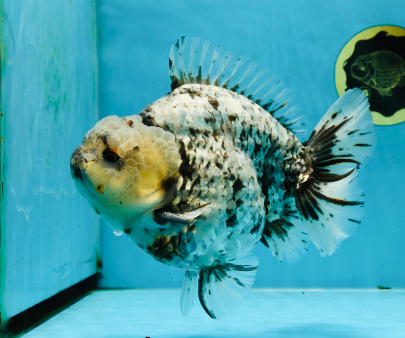 MONSTER AAA Grade White Tiger Yuanbao Male 7-7.5 inches #042525_01