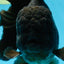 AAA Grade VERY SPECIAL Godzilla Black Oranda Male 5-5.5 inches #051625OR_18
