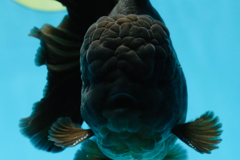 AAA Grade VERY SPECIAL Godzilla Black Oranda Male 5-5.5 inches #051625OR_18