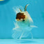 Panda Oranda Male 4.5-5 inches #121324OR_20