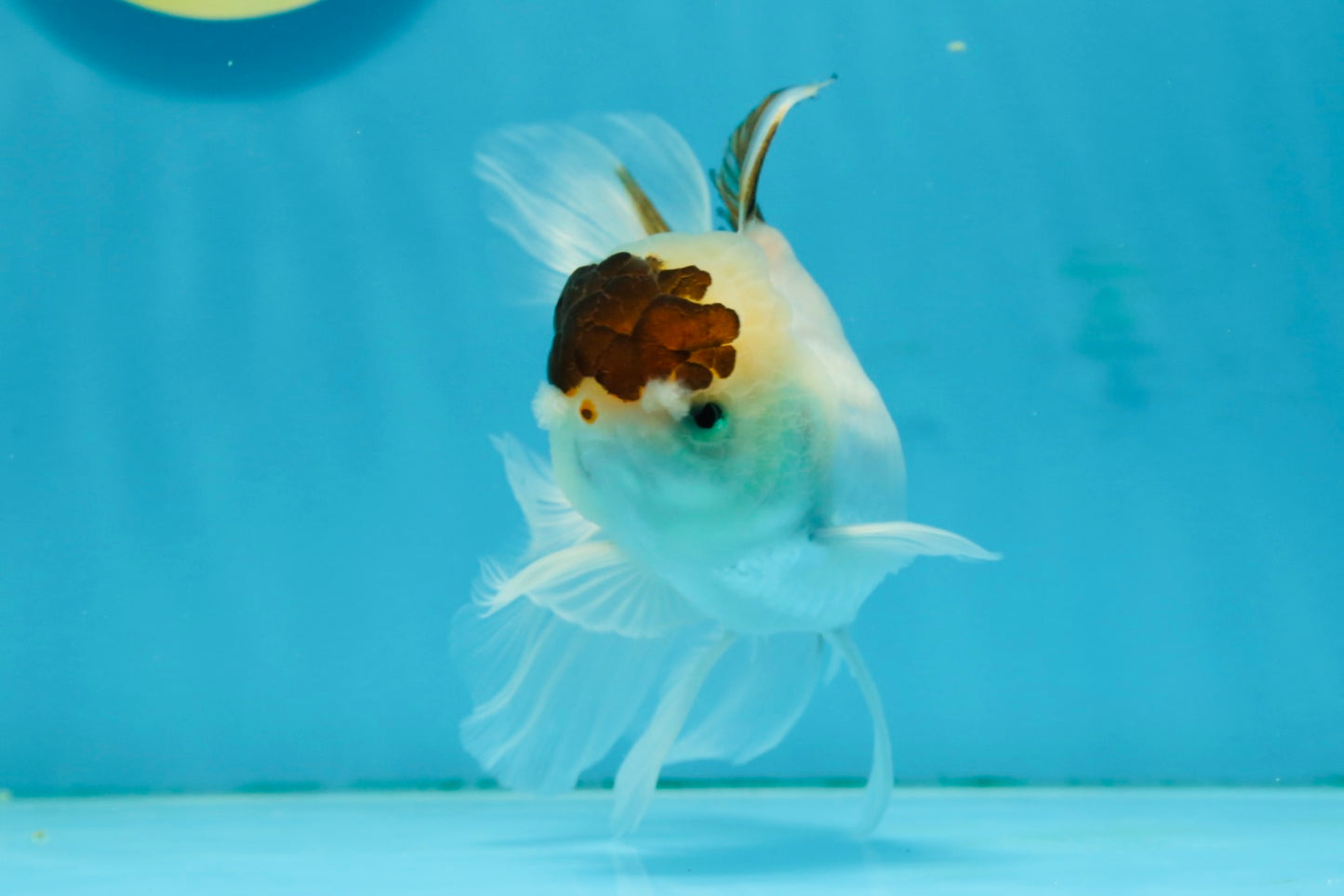 Panda Oranda Male 4.5-5 inches #121324OR_20