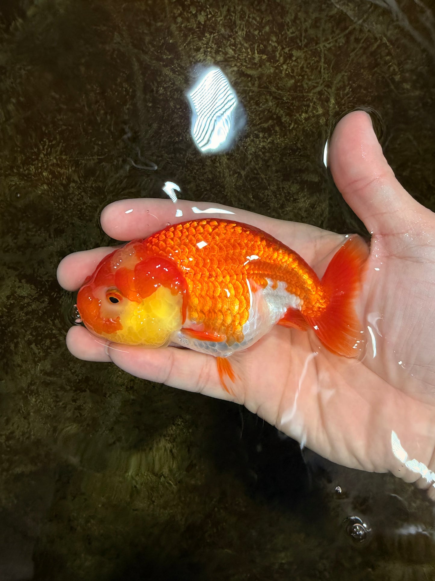 Red White Lionchu Female 4-4.5  inches #121225LC_12