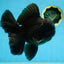 CHONKY AAA Grade Godzilla Black Oranda Male 6  inches #082225OR_13