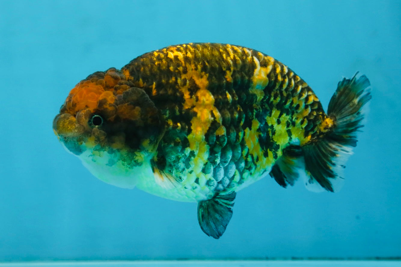 A Grade Tiger LionQueen 5 inches #101025LC_16