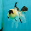 AAA Grade Panda Oranda Male 4.5 inches #112224OR_09