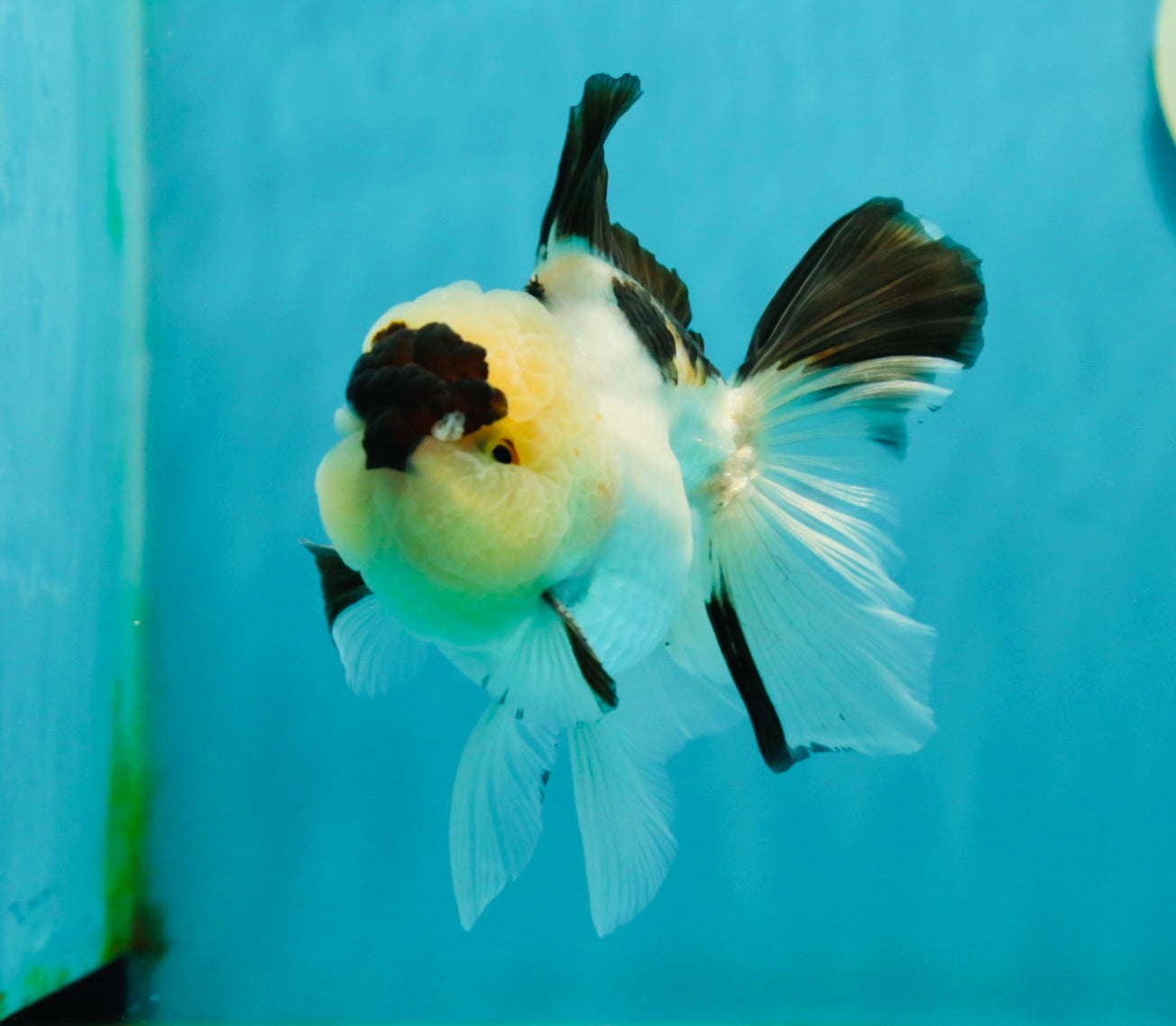 AAA Grade Panda Oranda Male 4.5 inches #112224OR_09