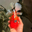 A Grade Super Big Body Tiger Oranda Male 6.5 inches #061926OR_04