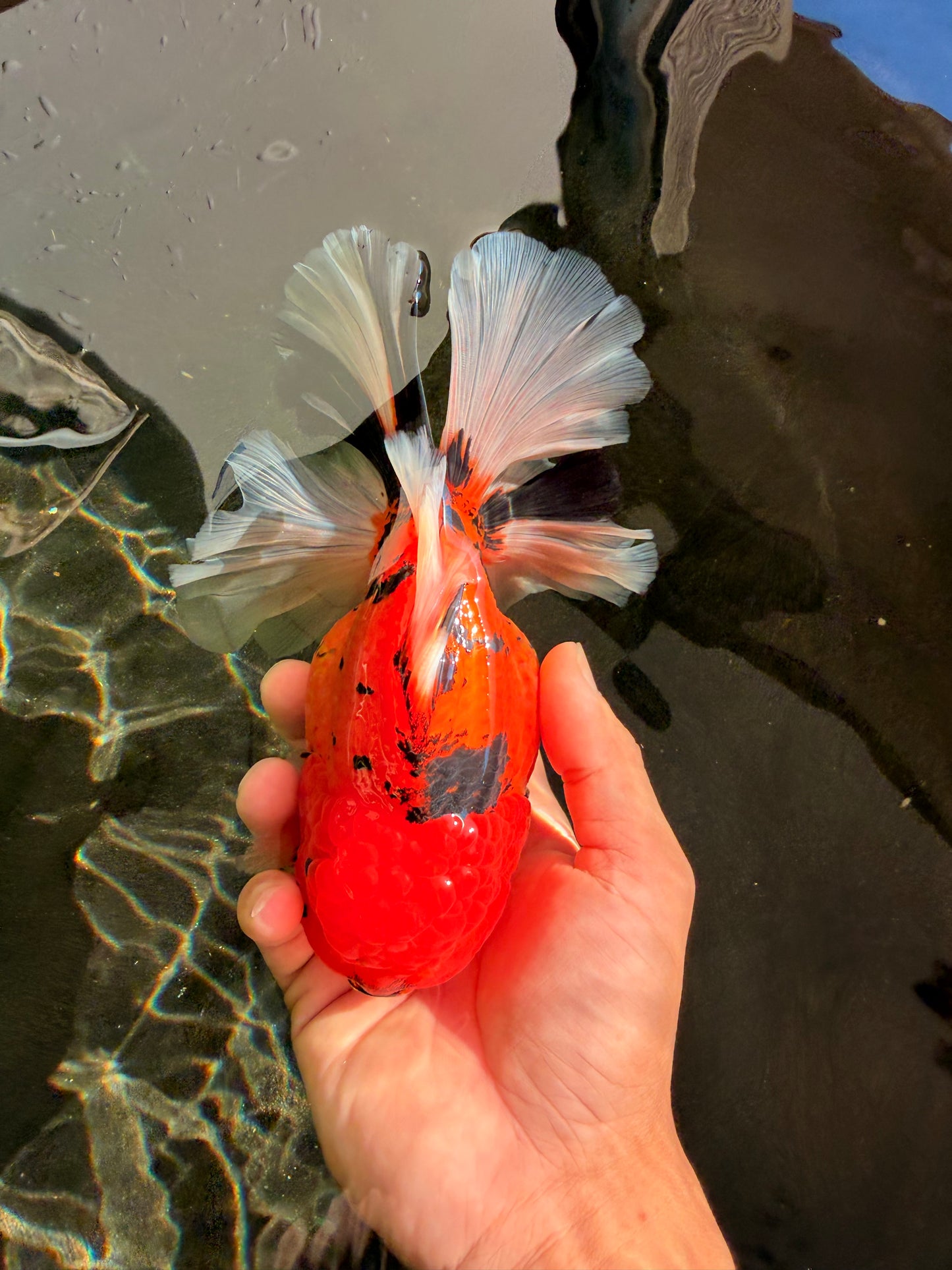 A Grade Super Big Body Tiger Oranda Male 6.5 inches #061926OR_04
