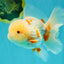 BEAUTY A  Grade Red White Oranda Male 6 inches #082126OR_08