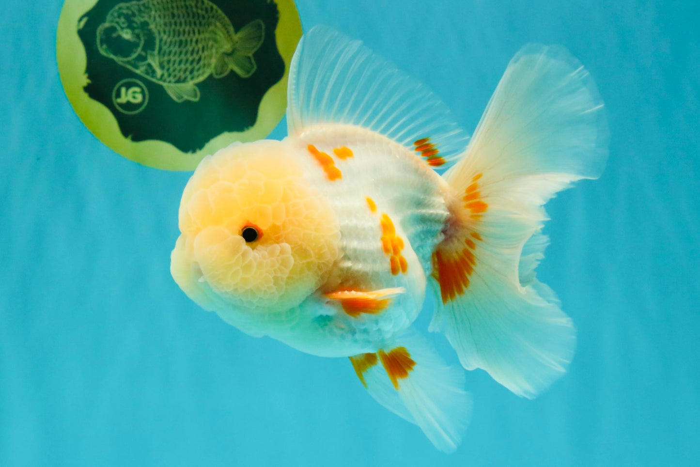 BEAUTY A  Grade Red White Oranda Male 6 inches #082126OR_08