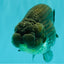 AAA Grade Super Blue LionQueen 6-6.5 inches #100226LC_23