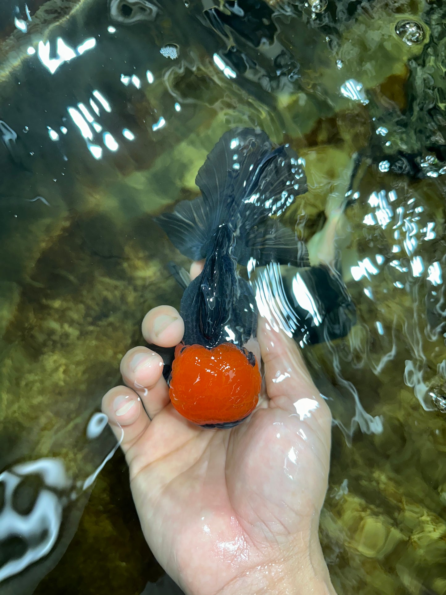 A Grade Tricolor Oranda Male 5-5.5 inches #090525OR_15
