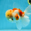 AAA Grade Godzilla Sakura Oranda Male 5 inches #052325OR_09
