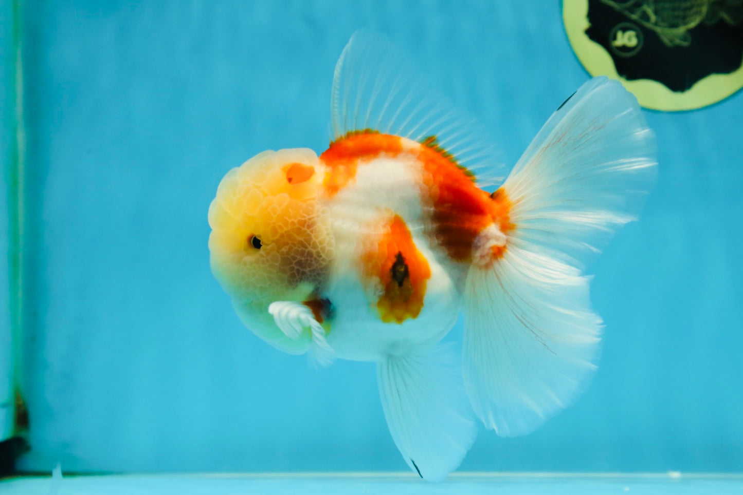AAA Grade Godzilla Sakura Oranda Male 5 inches #052325OR_09