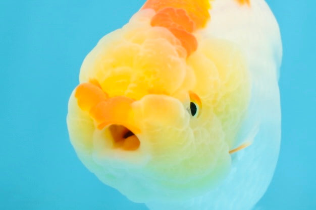 A Grade Young Red White LionQueen 4 inches #101025LC_03