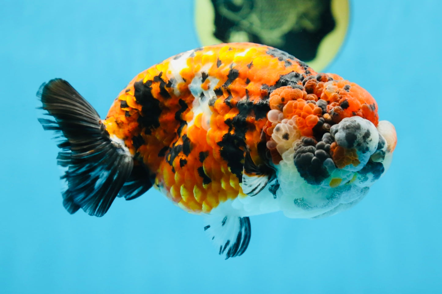 RARE AAA Grade Special Tricolor Tiger LionQueen 5.5 inches #082225LC_01