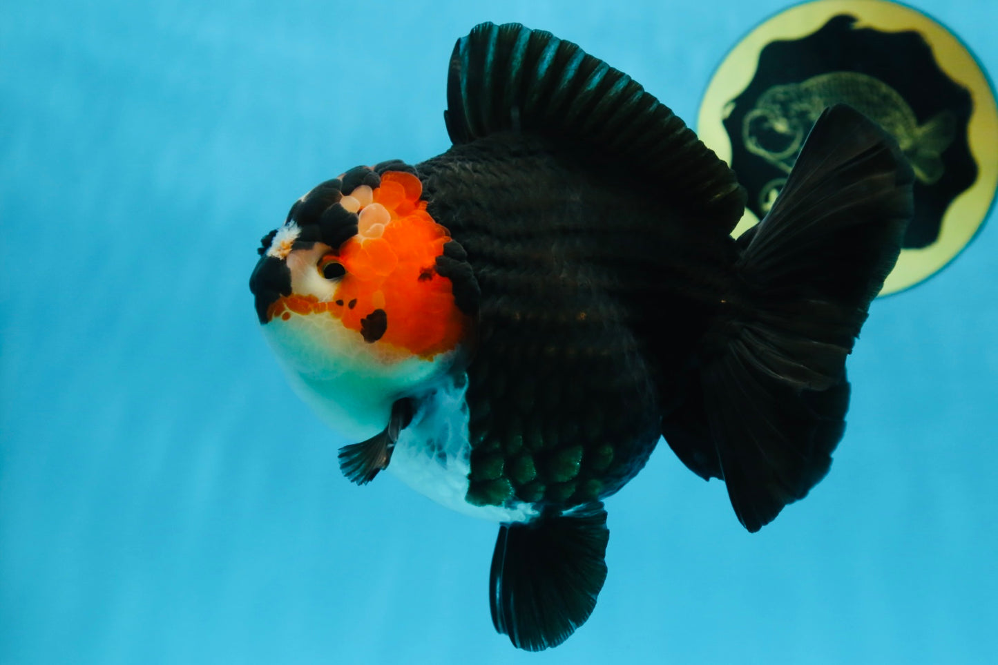 SHOW GRADE UNIQUE Godzilla Tricolor Yuanbao 5.5-6 inches #080825YB_888