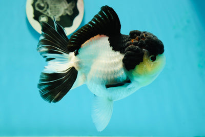 AAA Grade OSCAR Panda Oranda Female 5.5-6 inches #112224OR_15