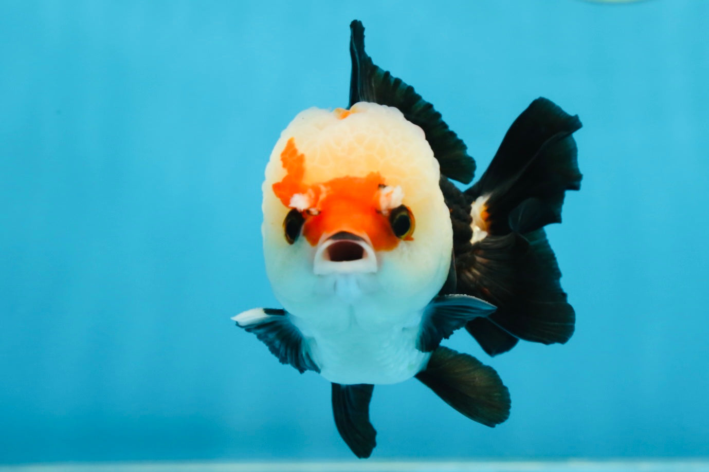 A Grade Adorable Pompom Tricolor Yuanbao Male 4-4.5 inches #071125YB_19