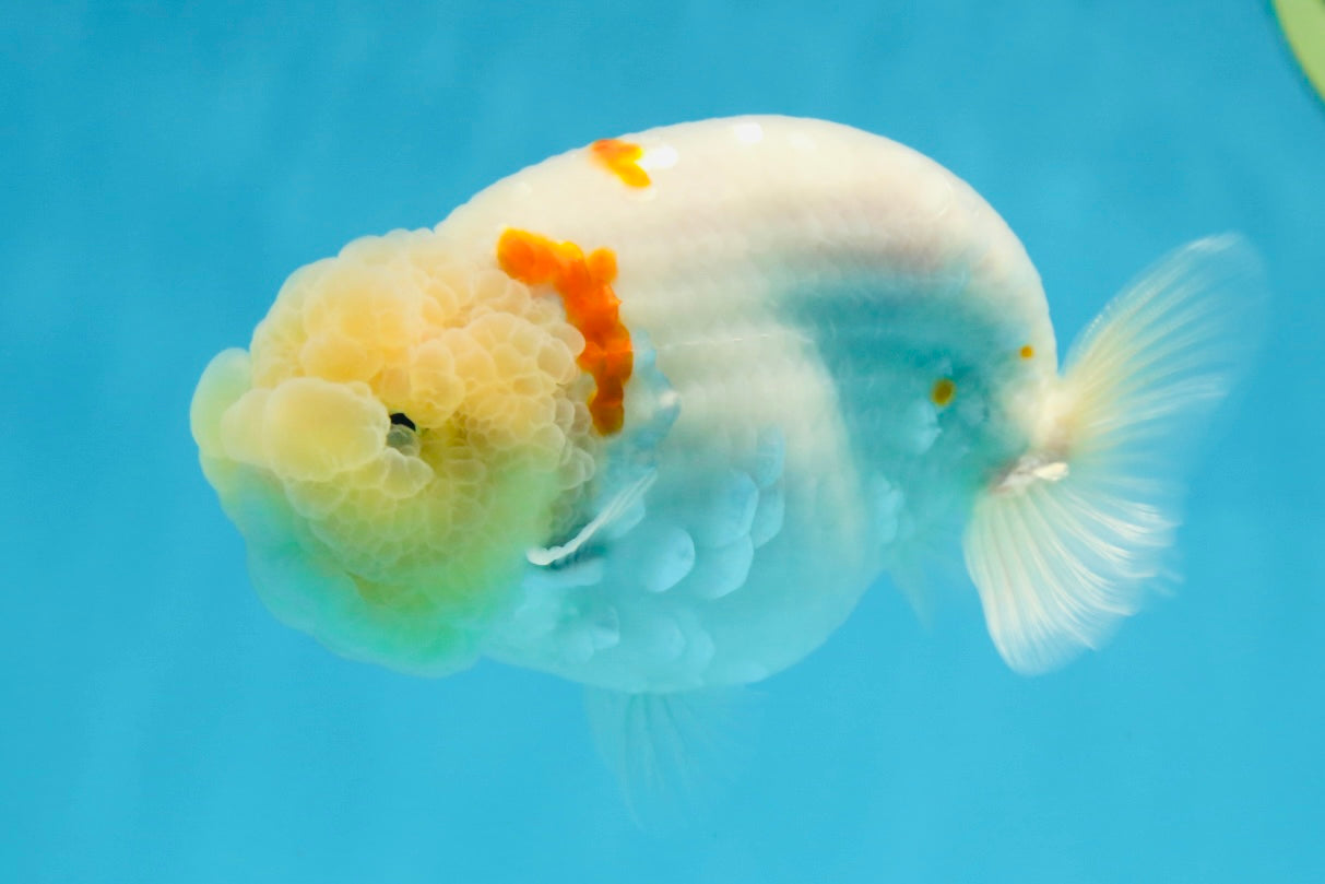 A Grade Red White Sakura Lionking 4.5 inches #080125LC_15