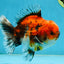 SPECIAL ROSE TAIL A Grade Calico Oranda Male 5.5 inches #120525OR_01