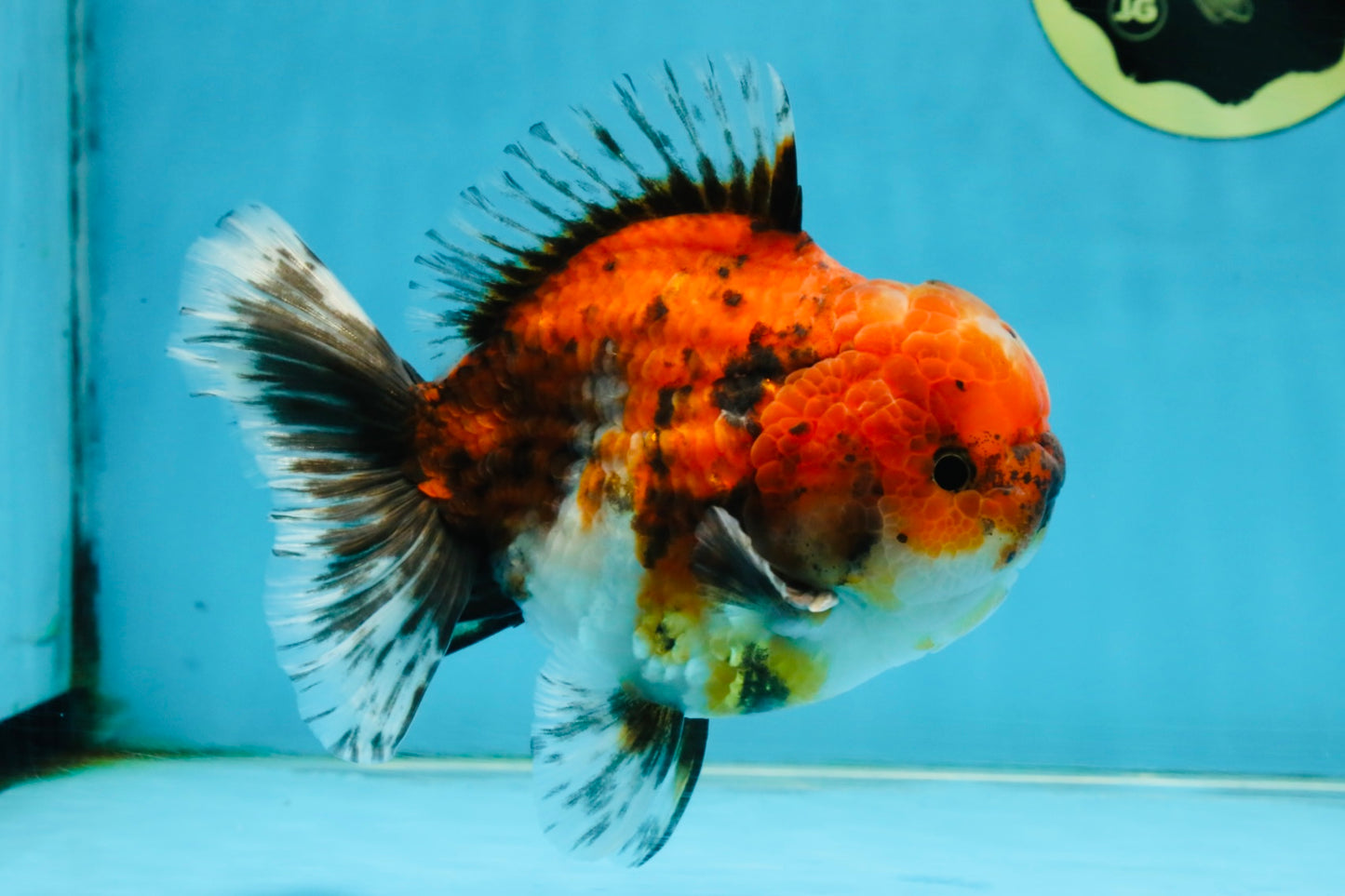 SPECIAL ROSE TAIL A Grade Calico Oranda Male 5.5 inches #120525OR_01