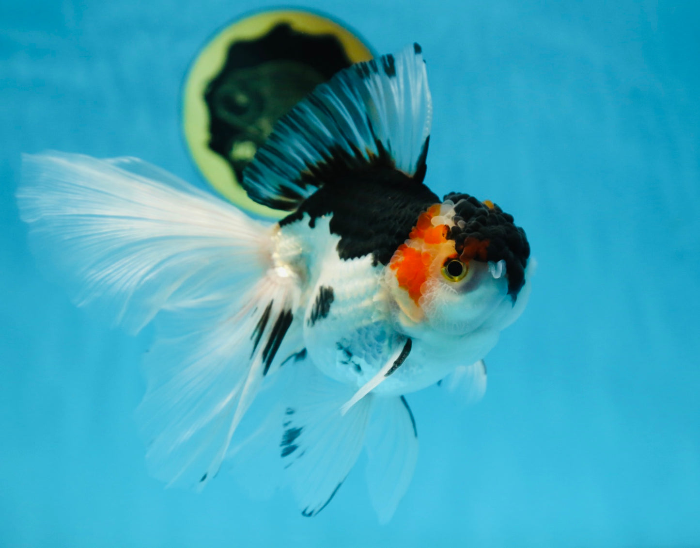 Tricolor Oranda Female 6 inches #090525OR_21