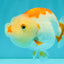 ADORABLE Kohaku Red White Lionchu Female 4 inches #081426LC_15