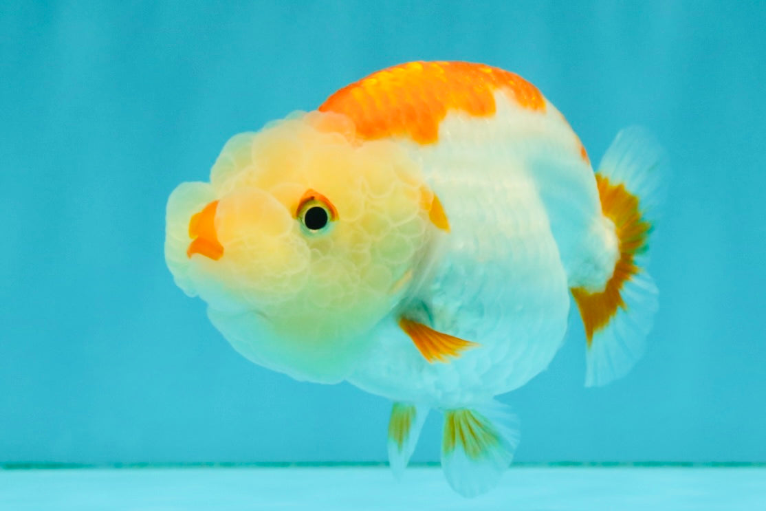 ADORABLE Kohaku Red White Lionchu Female 4 inches #081426LC_15